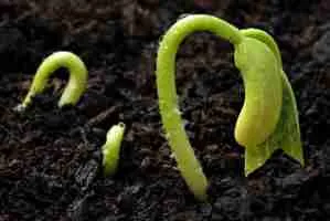 seed_germinating