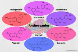 Types of Anthocyanins