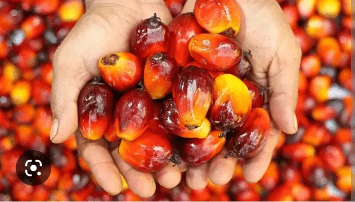 Refine palm oil