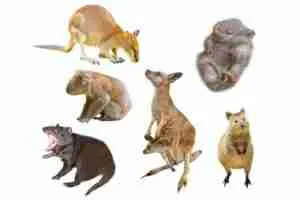 Marsupials