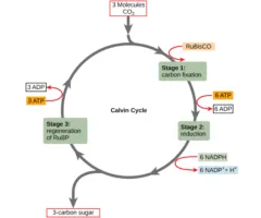 Calvin Cycle