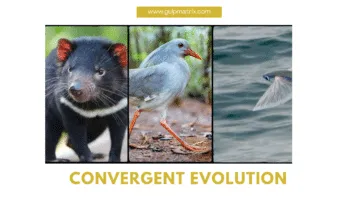 Convergent Evolution