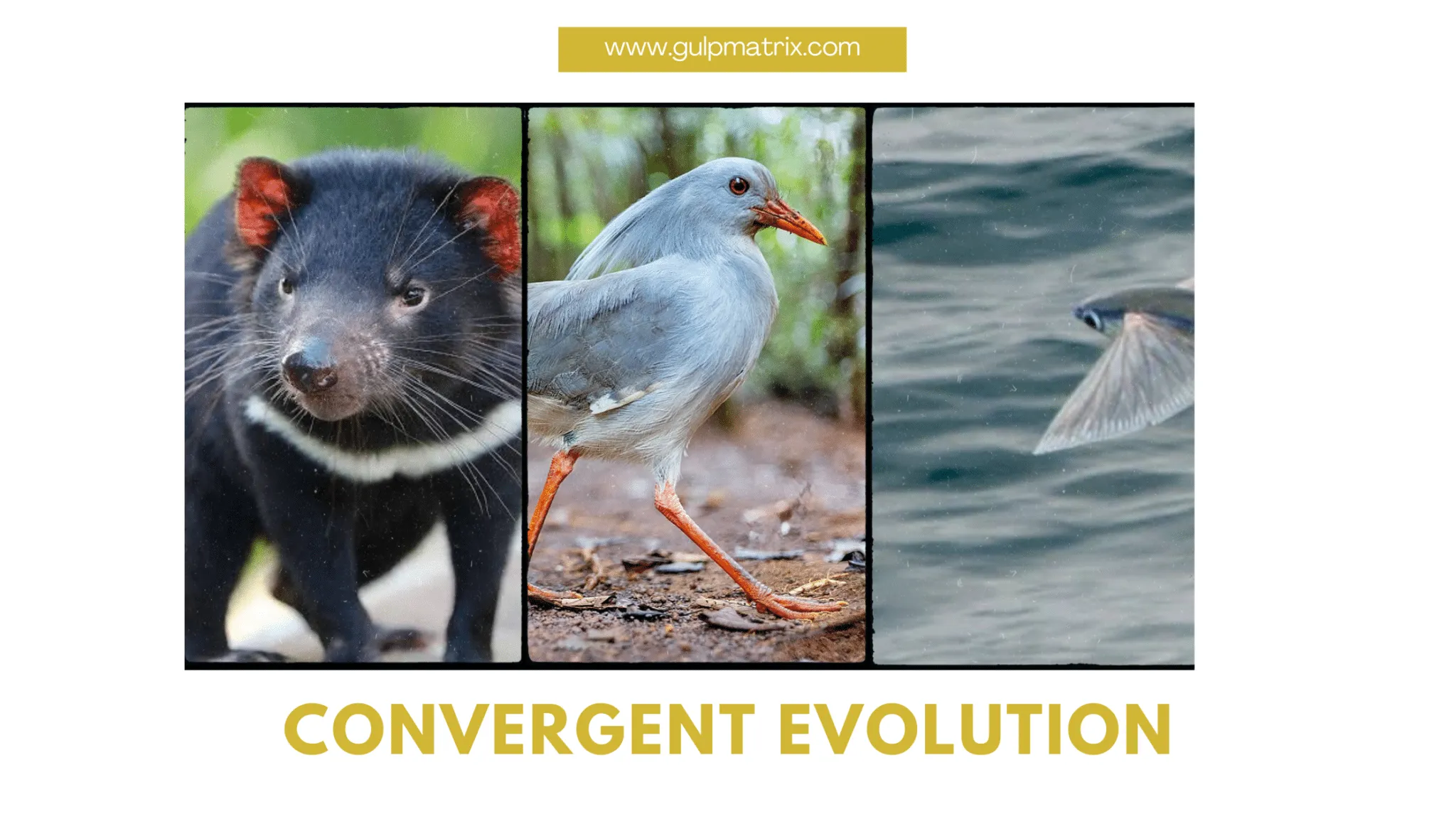 Convergent Evolution