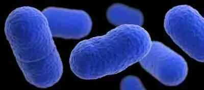 Importance of microbiology and microorganisms