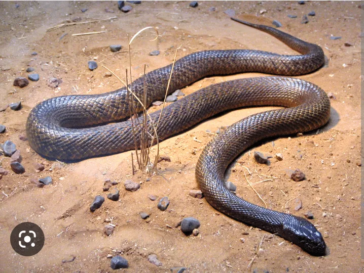 Inland taipan