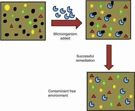 Microbial bioremediation