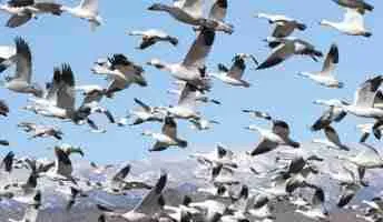 snowgeese-ynews-cc_0