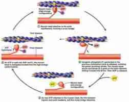 Muscular Contraction