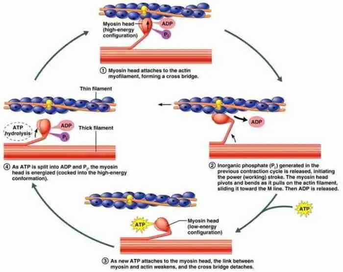 Muscular Contraction