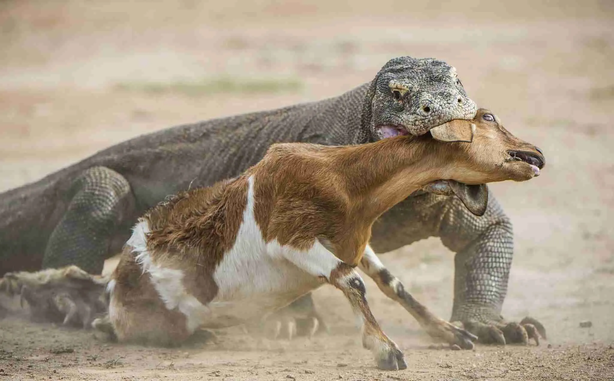 KomodoDragonWithLivestock