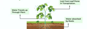 7 Factors Affecting Transpiration In Plants