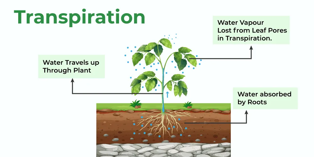 Transpiration