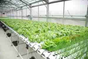 AI-in-Hydroponics-The-Future-Of-Smart-Farming-