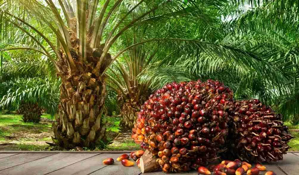 Species of palm oil